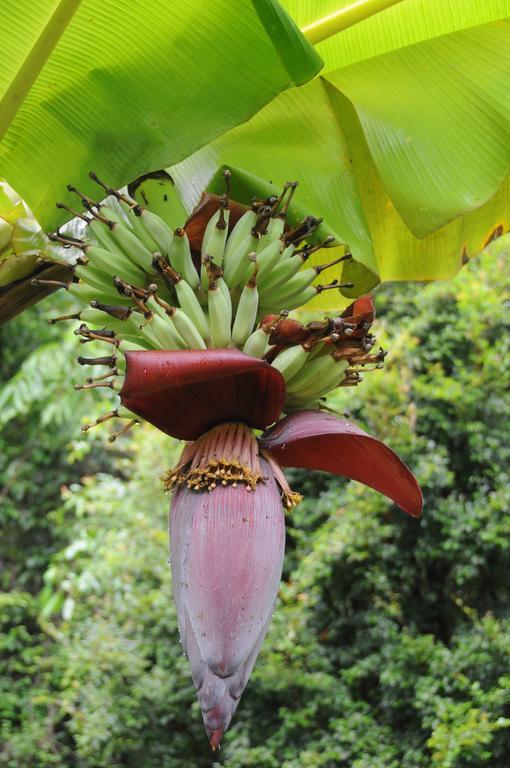 Wildwood Farm stay Cape Tribulation