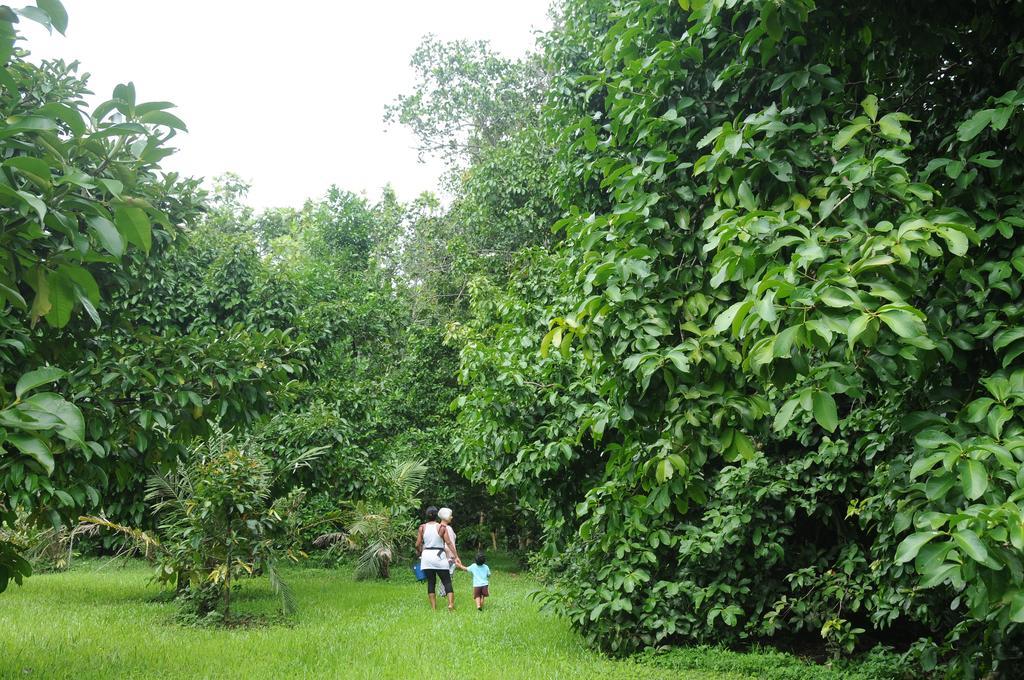 Wildwood Cape Tribulation