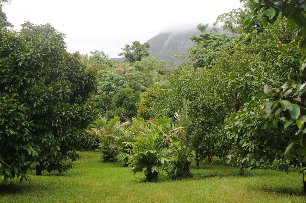 Wildwood Cape Tribulation